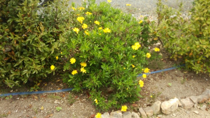 wp-1462669606417 image
